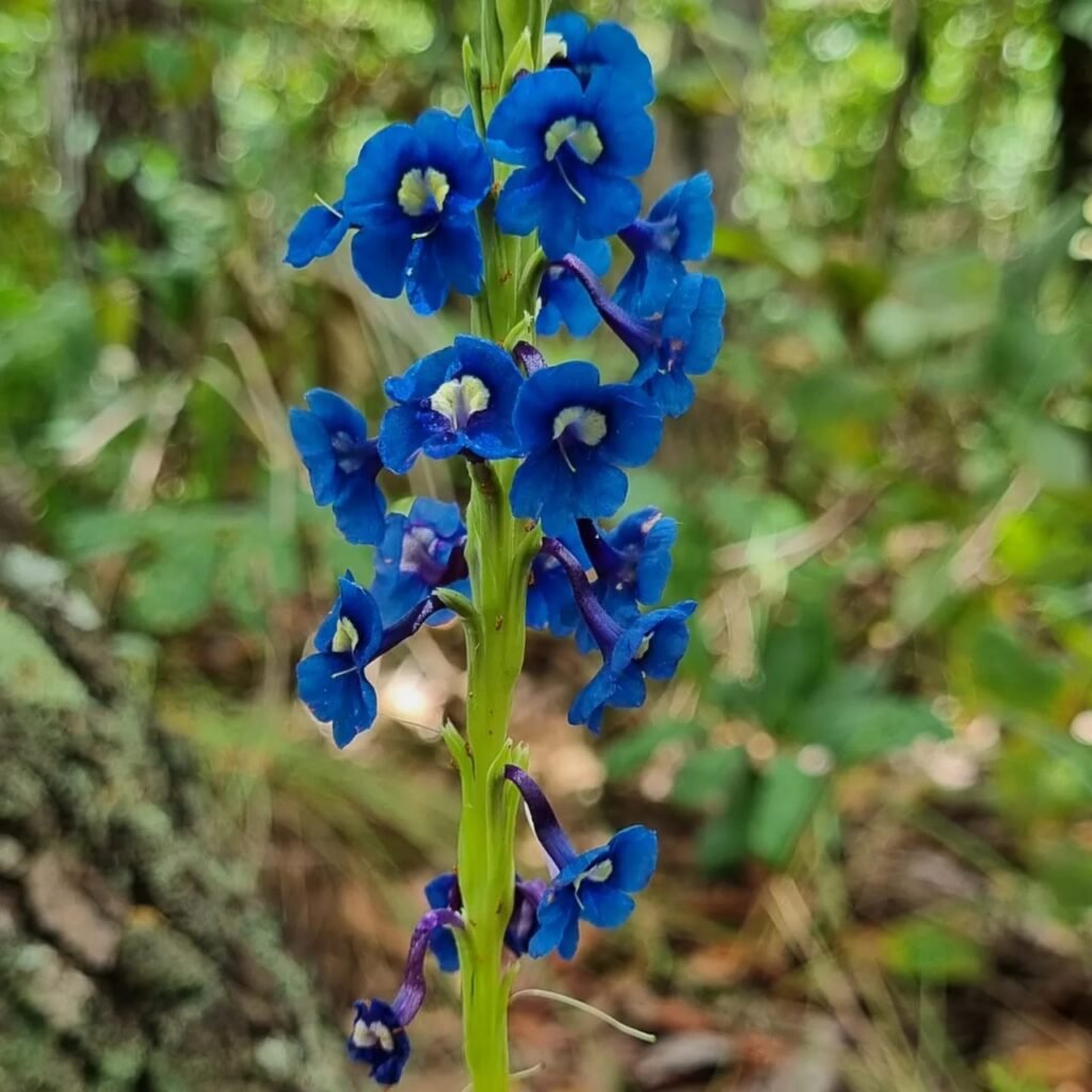 Gervão do campo (Stachytarpheta gesnerioides)